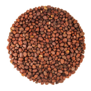 Organic Alfalfa Seeds